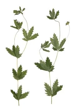 Pressed Dried branch spring field flower. Herbarium of wild flowers. Stock Photos