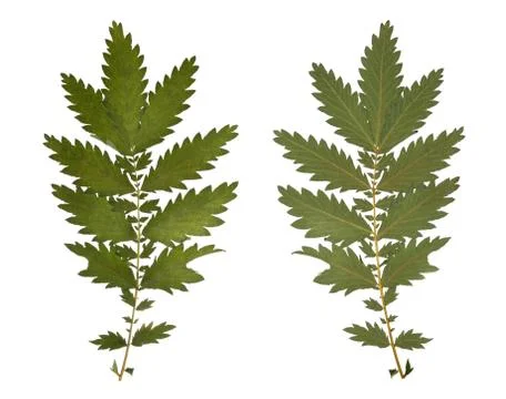 Pressed Dried branch spring field flower. Herbarium of wild flowers. Stock Photos