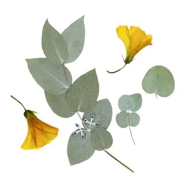 Pressed dry eucalyptus leaves and yellow creeper flowers on white background Stock Photos