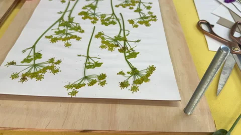 Pressed flowers and leaves arranged on white paper for botanical art projects. C 스톡 동영상 314076743