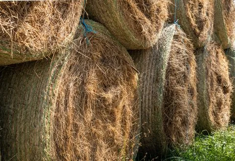 Pressed Hay in Bales Stock Photos