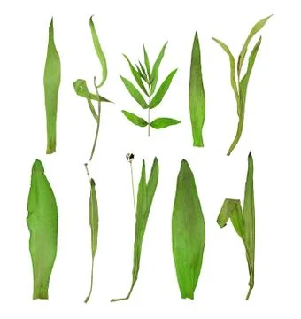 Pressed leaves 스톡 사진