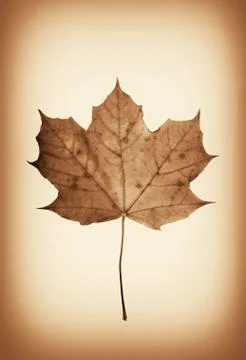 Pressed maple leaf Stock Illustration