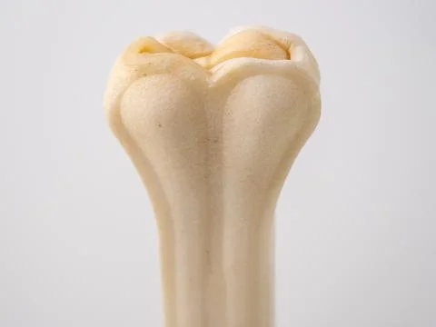 Pressed rawhide bone shaped dog chews. Stock Photos
