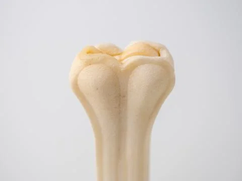 Pressed rawhide bone shaped dog chews. Stock Photos