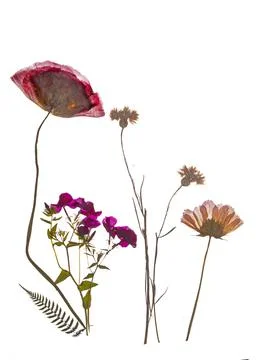 Pressed spring and summer flowers, red and purple. Fotos de archivo
