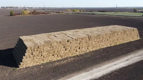 Pressed straw stands on the field after harvest Stock Footage 162783953