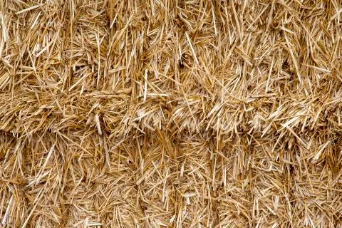 The pressed straw texture and background Stock Photos