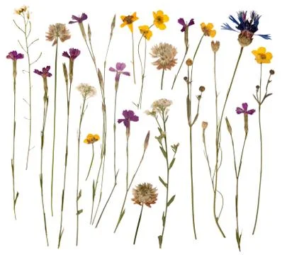 Pressed wild flowers Stock Photos