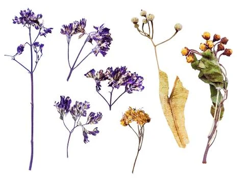 Pressed wild flowers 스톡 사진