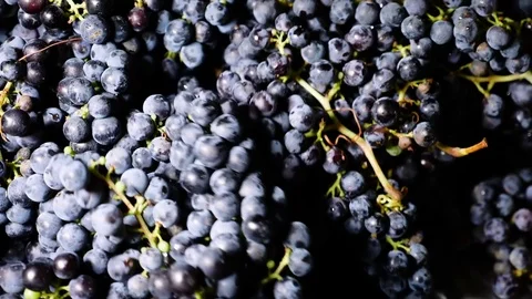 Pressing purple grapes, making wine- Calabria, Italy Stock Footage 80062618