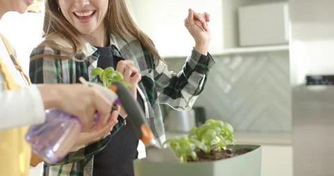 Pressing spray bottle, two hands are misting soil and planting basil into Stock Footage 340454477