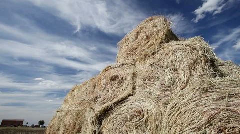 Pressing straw into ricks by baler Vídeo Stock 62780591