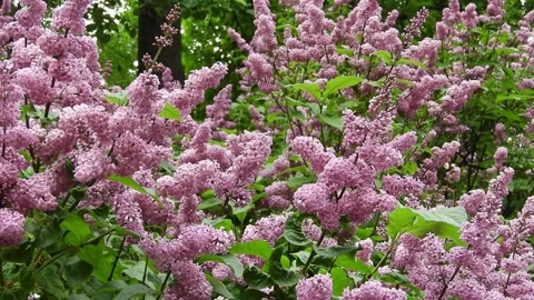 Preston lilac branches with pink star-shaped flowers reaching sky in may garden Stock Footage 324913641