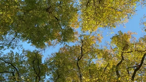 Preston, UK. 2024 Oct 17; Lime Trees leaf canopy in Avenham Park Stock Footage 288324540