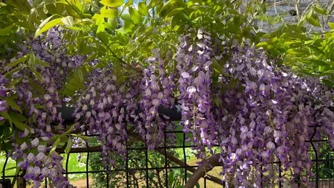 Preston, UK; 2025 May, 08; Spring flowering colourful purple Wisteria Stock Footage 308796542