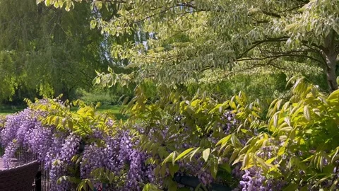 Preston, UK; 2025 May, 08; Spring flowering colourful purple Wisteria Stock Footage 308796545