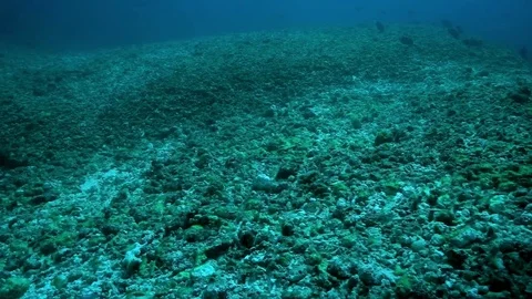 Presumably due to global warming (coral bleaching) dead coral reef Stock Footage 74838689