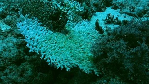 Presumably due to global warming (coral bleaching) dead coral reef Stock Footage 74839021