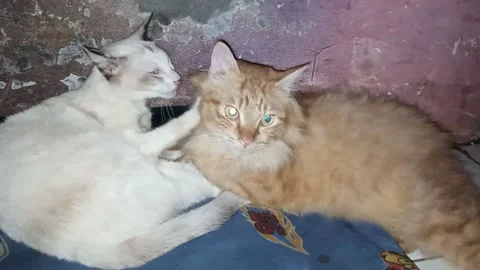 Pretend To Be Shy Stock-Footage 171642317