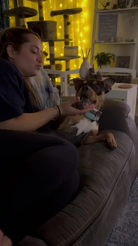 Pretending to Take a Bite Out of Our Dog, usa - 30 Oct 2023 Stock Footage 297220729