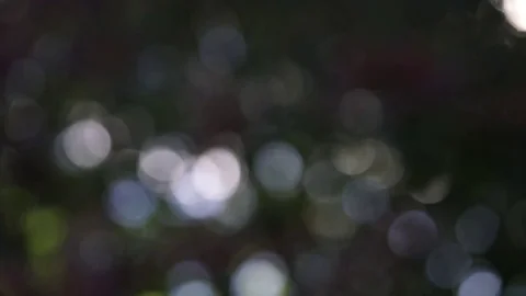 Pretty abstract fall coloured out of blurry focus bokeh light blobs of leaves Stock Footage 80914314