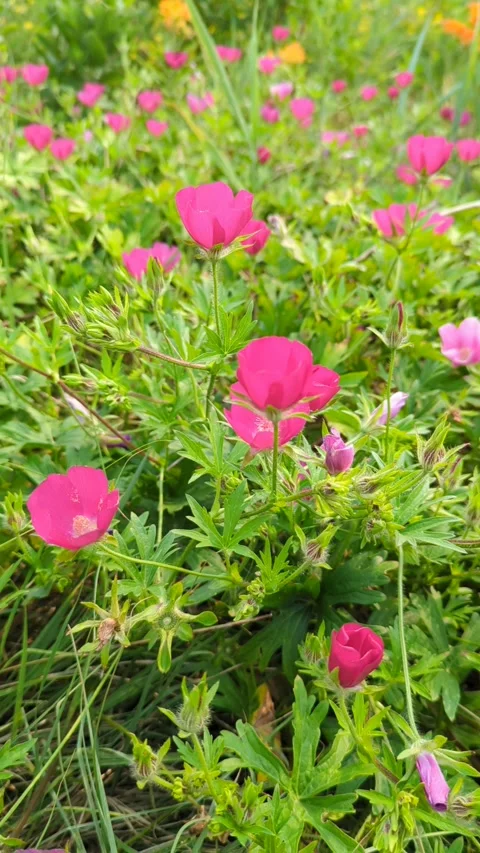 Pretty and pink Stock Footage 300878189