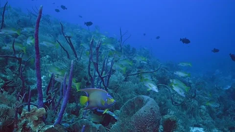 A pretty and prightly colored queen angelfish on the reef in the Caribbean Stock Footage 155764964
