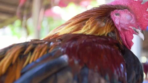 Pretty bantam is sleeping in farm Stock Footage 137002252