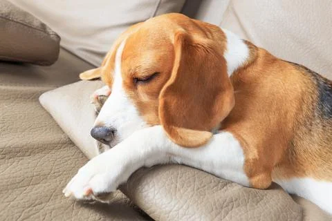 Pretty beagle dog Foto stock