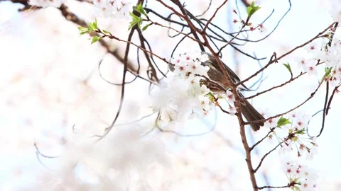 A pretty bird and a squirrel eating nectar from the fresh spring cherry blossoms Stock Footage 170114634