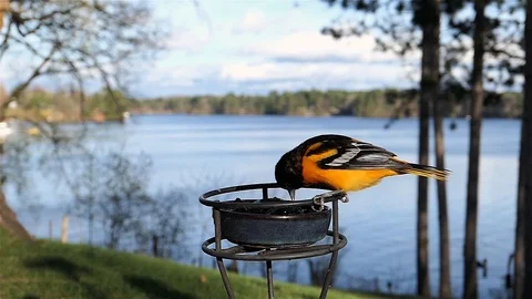 Pretty bird eats some food then flies away. Stock Footage 123446088