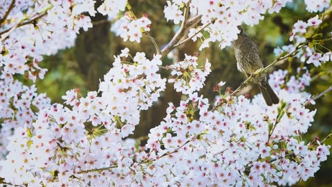 A pretty bird looking for nectar from cherry blossoms on a single spring day Stock Footage 170114988