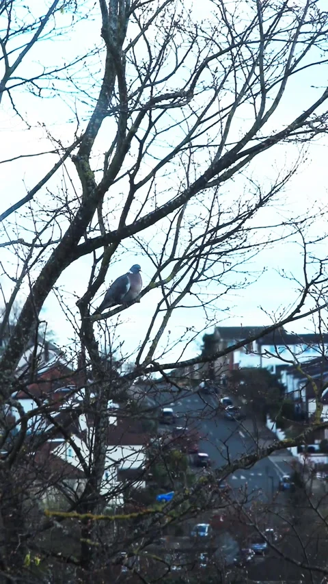 A Pretty Bird On A Tree Branch. Stock Footage 201009080