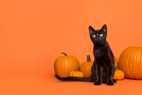 Pretty black cat between orange pumpkins on an orange background Stock Photos