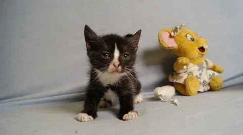 Pretty black kitten Stock Photos