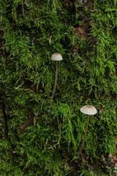 Pretty Bleeding Bonnets in moss. Stock Photos