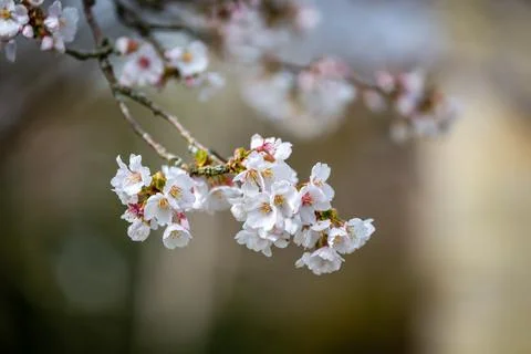 Pretty blossom in springtime, with a shallow depth of field Stock Photos