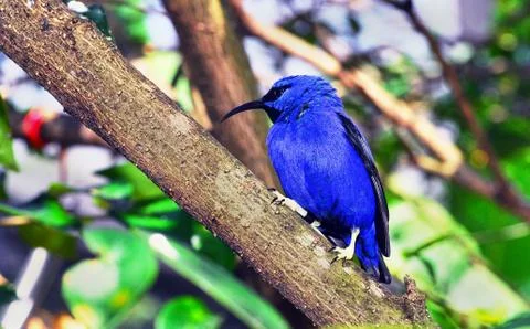 Pretty Blue Bird. Stock Photos
