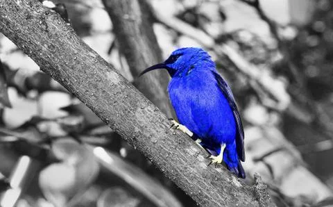 Pretty Blue Bird. Stock Photos