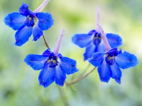 Pretty blue flowers of rockslide larkspur, Delphinium glareosum Stock Photos