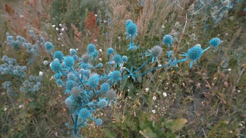 A pretty blue thistle is shaking in the strong wind among other wildflowers. Stock Footage 114325875