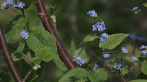 Pretty blue wild forget-me-not flowers in a woodland - close up. 4K tripod Stock Footage 176991891