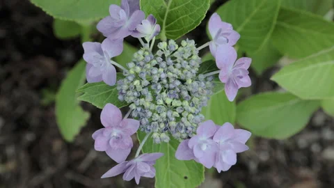 Pretty Bluish Purple Hydrangea Macrophylla Japan's Gaku-Ajisai | Tokyo, Japan Stock Footage 321183093