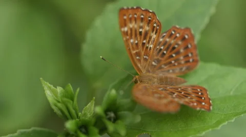 Pretty brown butterfly sitting on a leaf and flying away Stock Footage 51928605