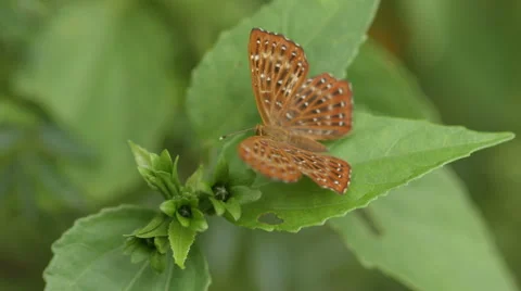 Pretty brown butterfly sitting on a leaf Stock Footage 51928654