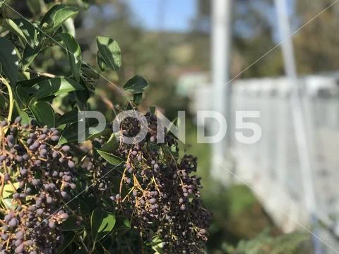 Pretty bush near footbridge Stock Photos