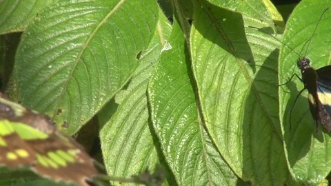 Pretty butterflies on leafs flapping wings Vídeos de archivo 103619206