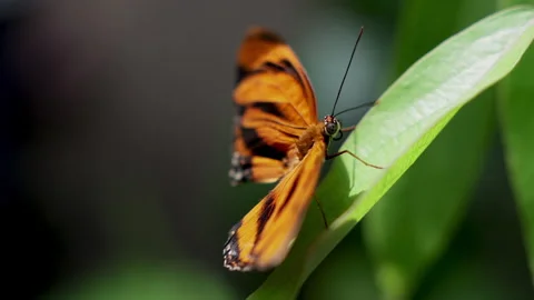 Pretty butterfly beautiful insect. Delicate orange butterfly resting on green le Stock Footage 312845989