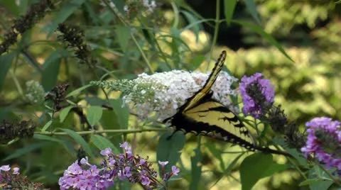 Pretty butterfly closeup Stock Footage 12169889
